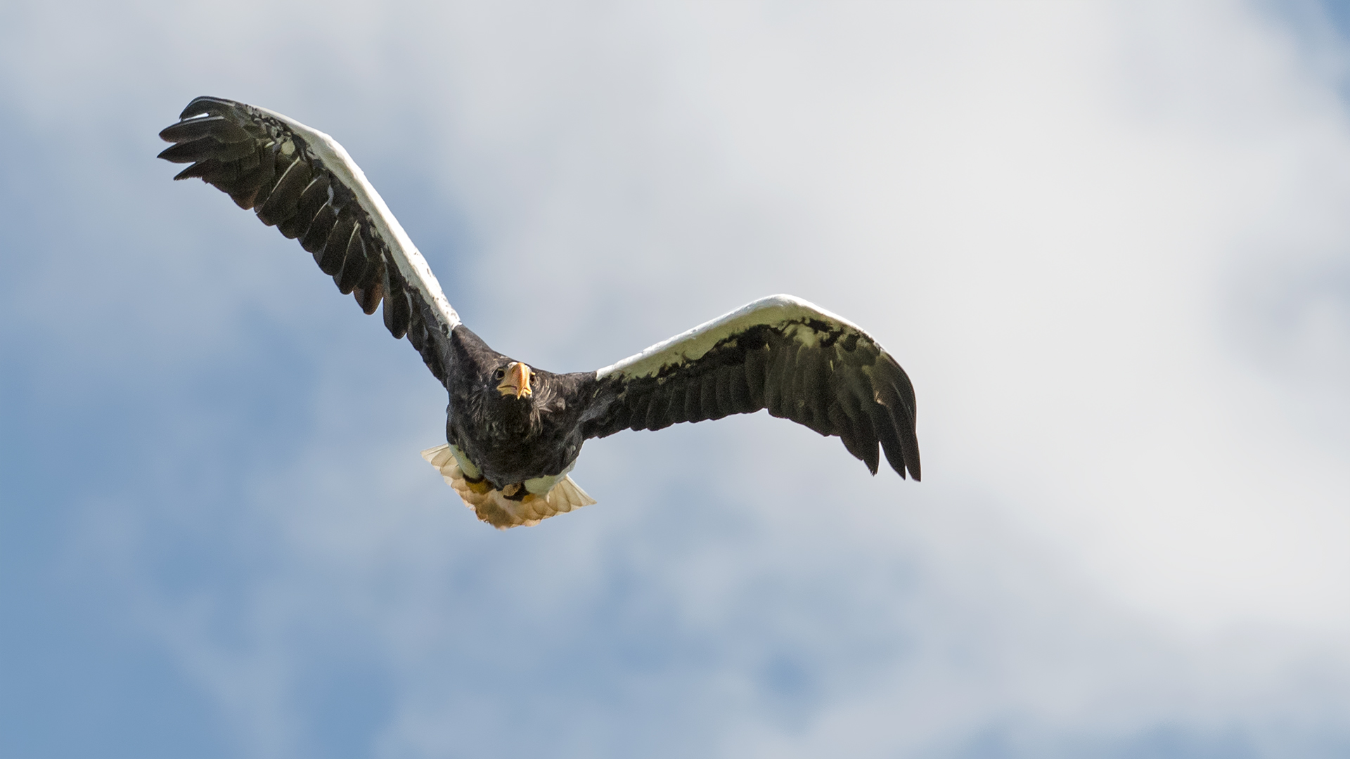 Riesenseeadler