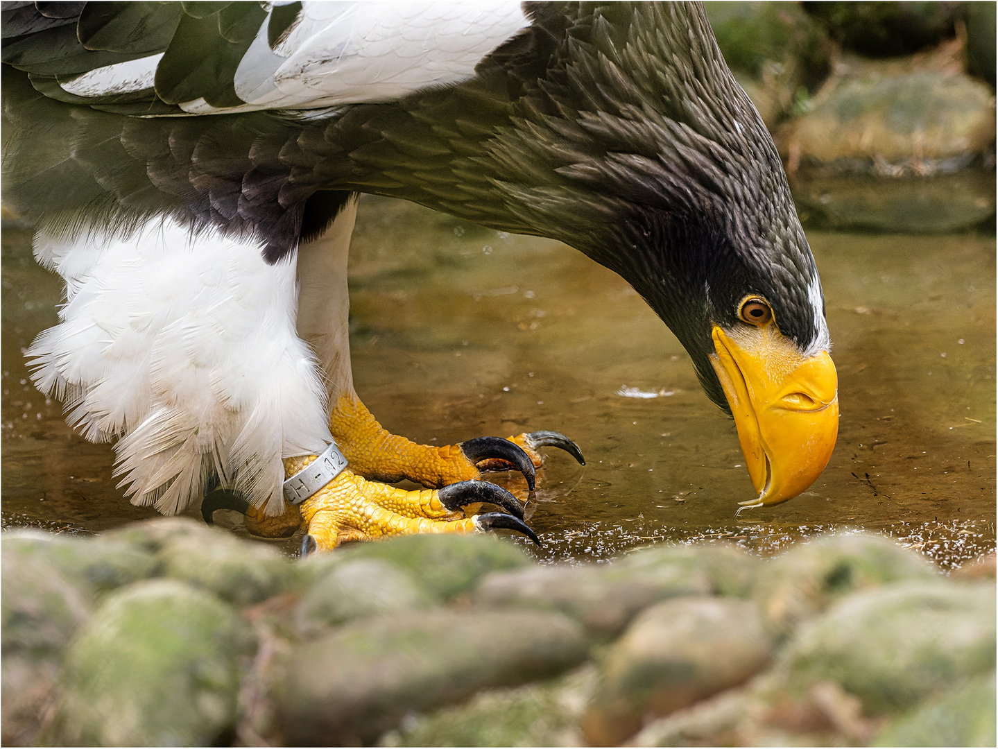 Riesenseeadler