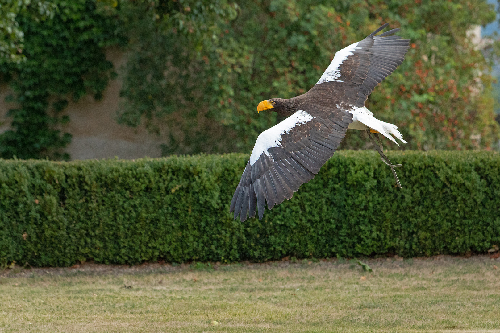 Riesenseeadler