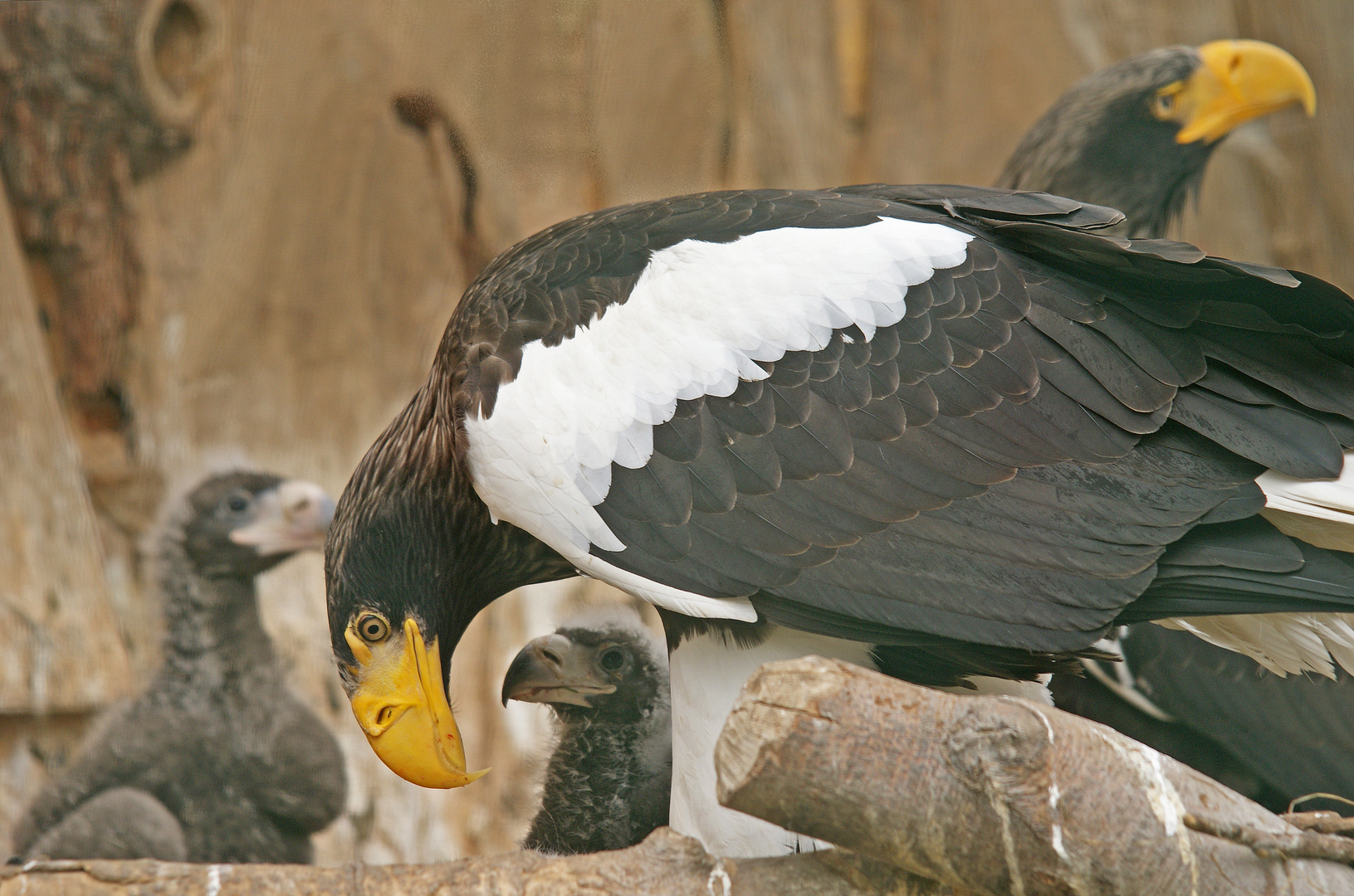 Riesenseeadler