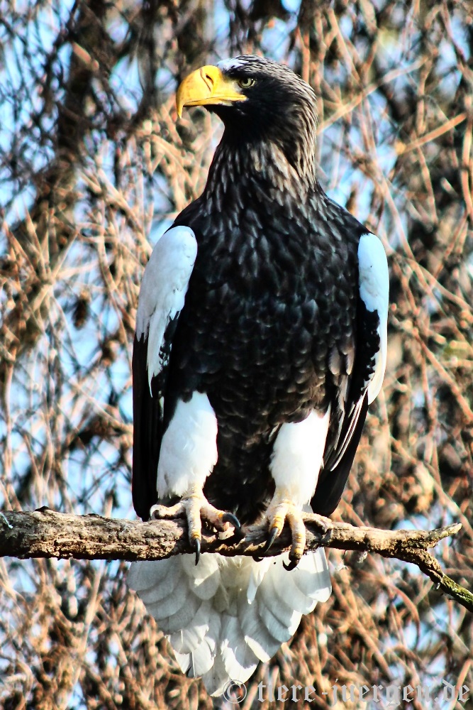 Riesenseeadler