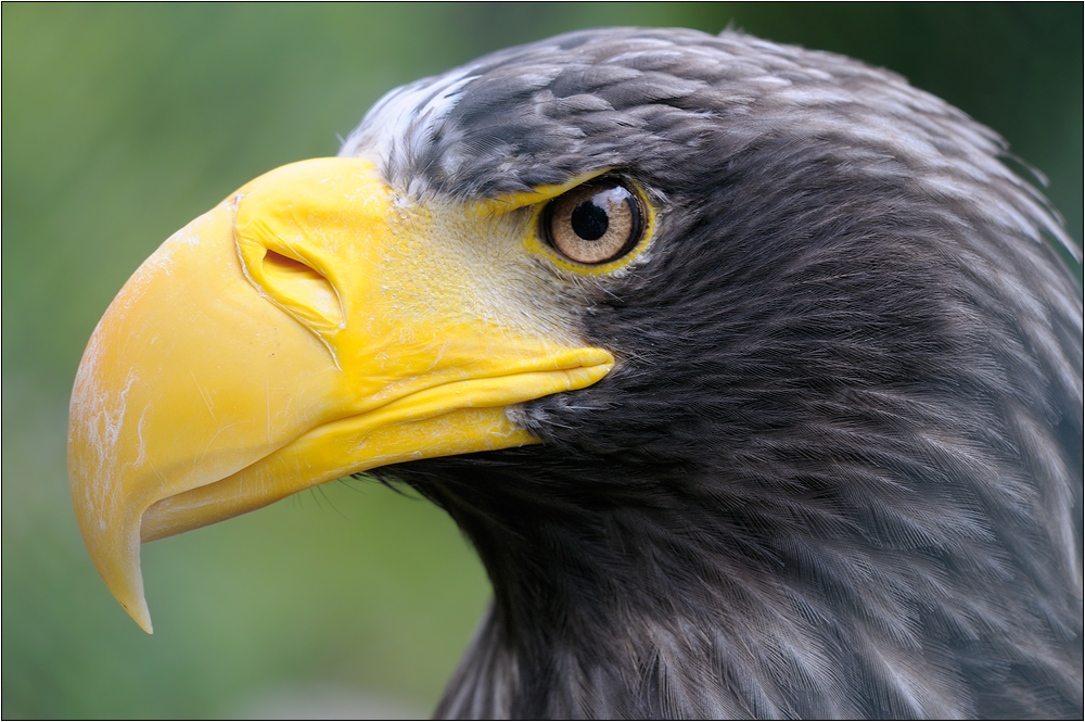 Riesenseeadler