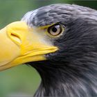 Riesenseeadler