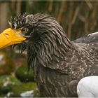 Riesenseeadler