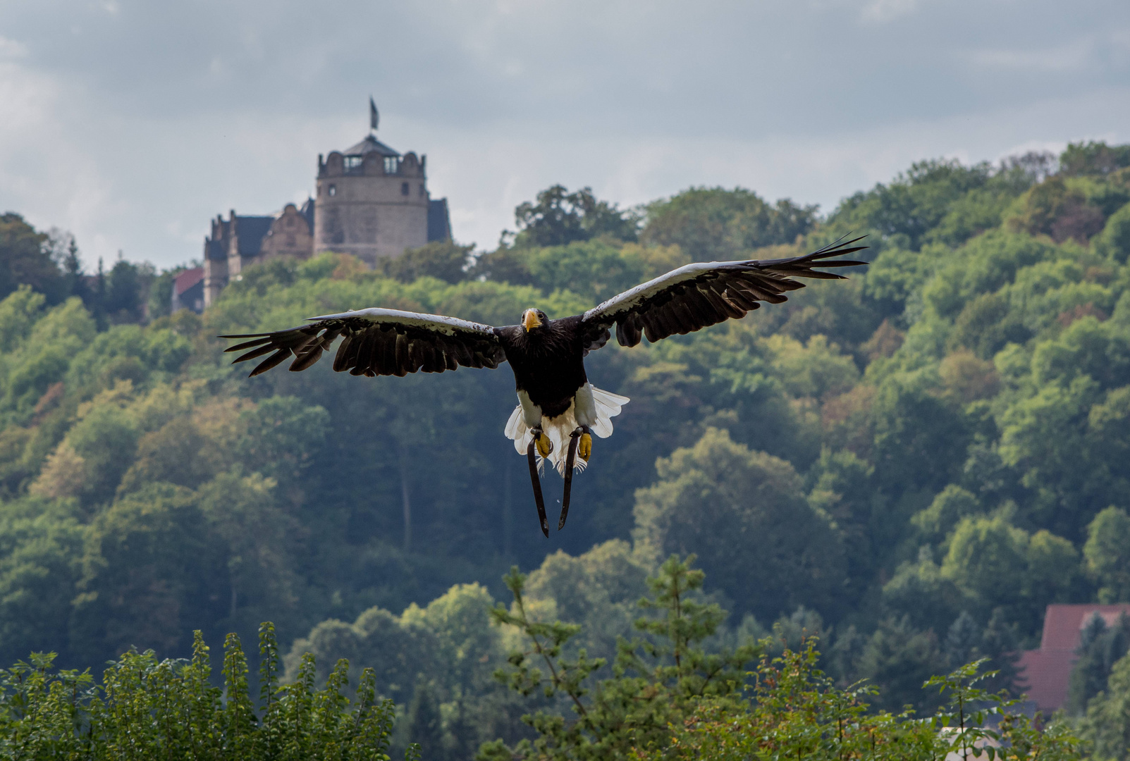 Riesenseeadler