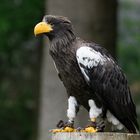 Riesenseeadler, 