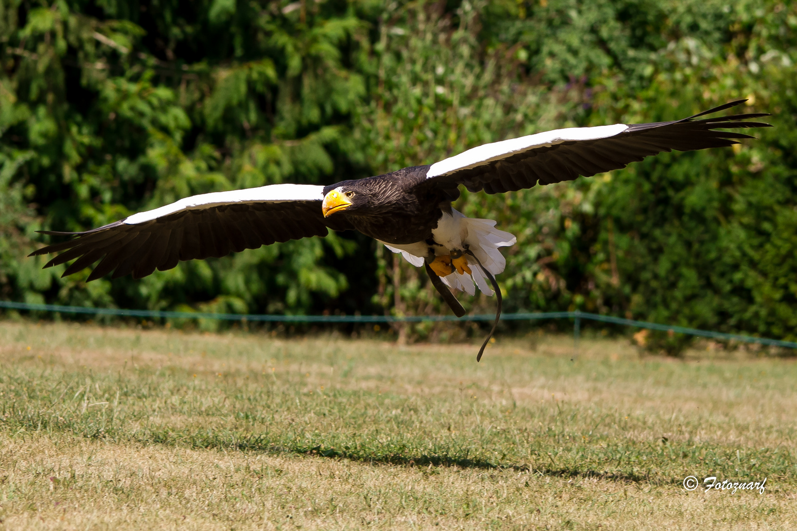 Riesenseeadler