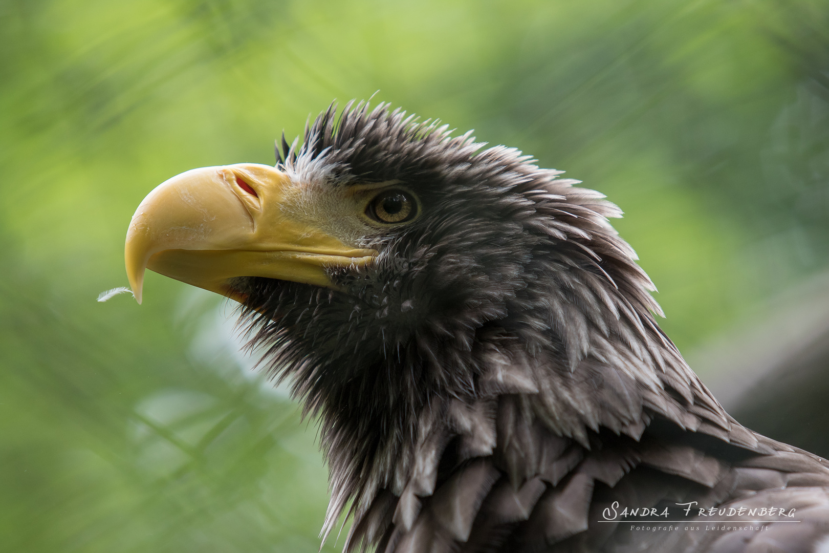 Riesenseeadler