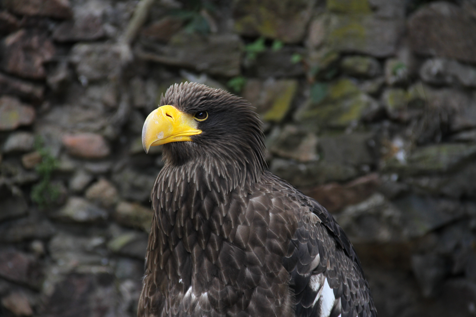 Riesenseeadler