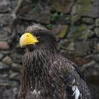 Riesenseeadler