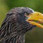 Riesenseeadler 