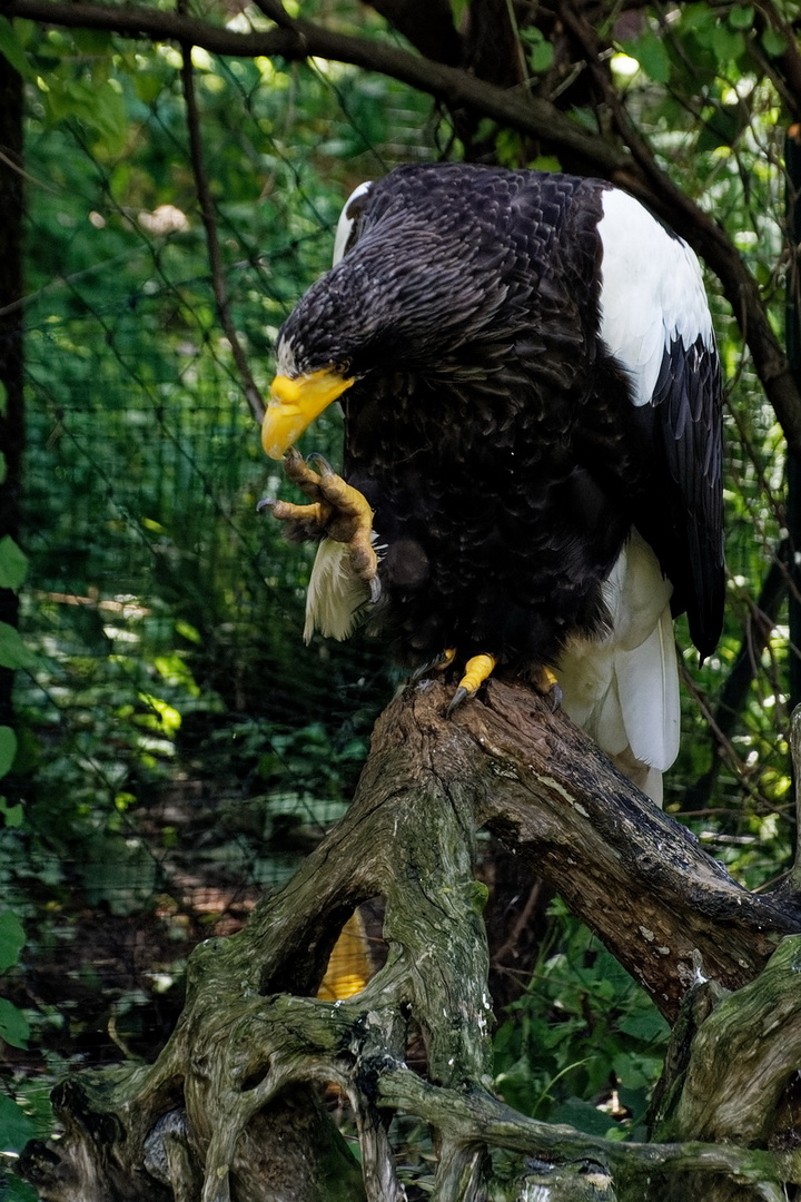 Riesenseeadler