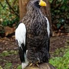 Riesenseeadler 