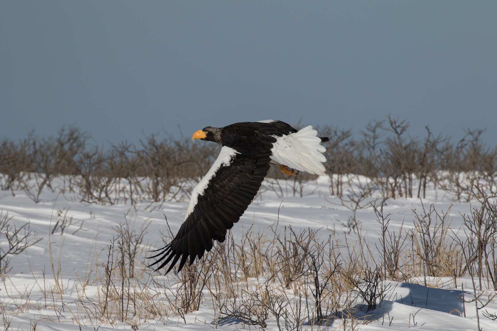 Riesenseeadler