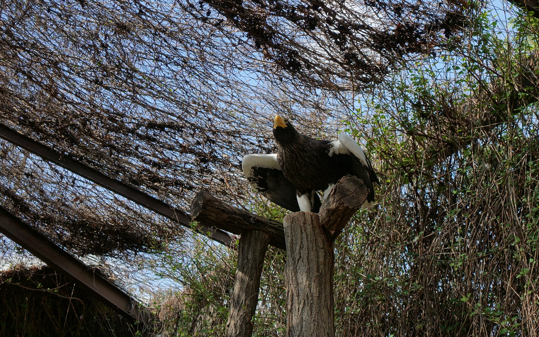 Riesenseeadler