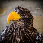 Riesenseeadler auf Burg Guttenberg.