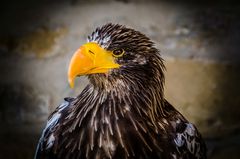 Riesenseeadler auf Burg Guttenberg.