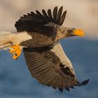 Riesenseeadler auf Hokkaido