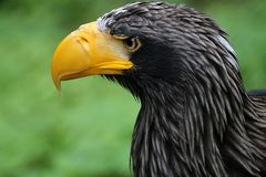 Riesenseeadler