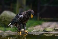 Riesenseeadler