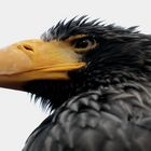 Riesenseeadler