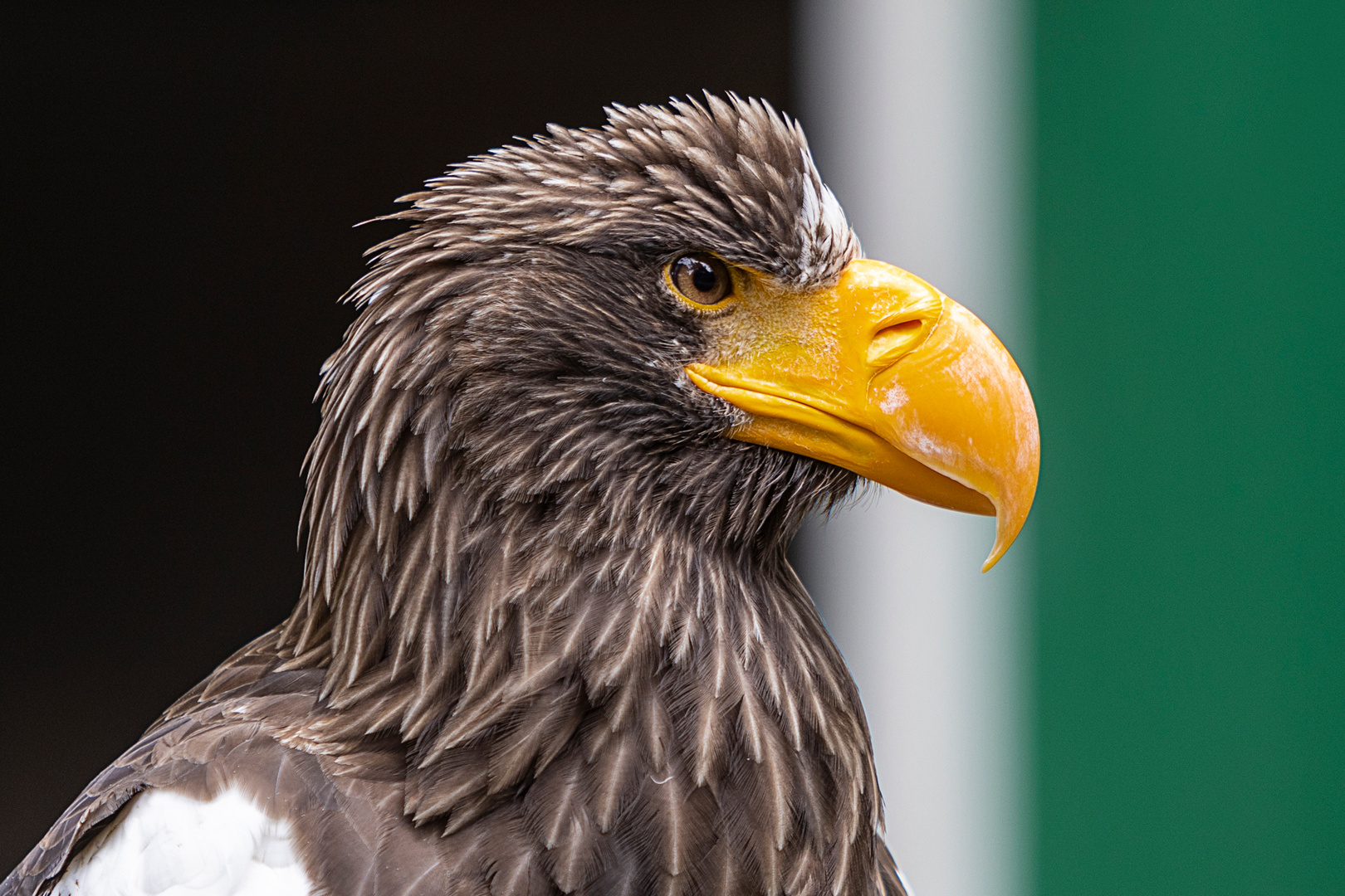 Riesenseeadler