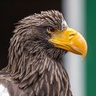 Riesenseeadler