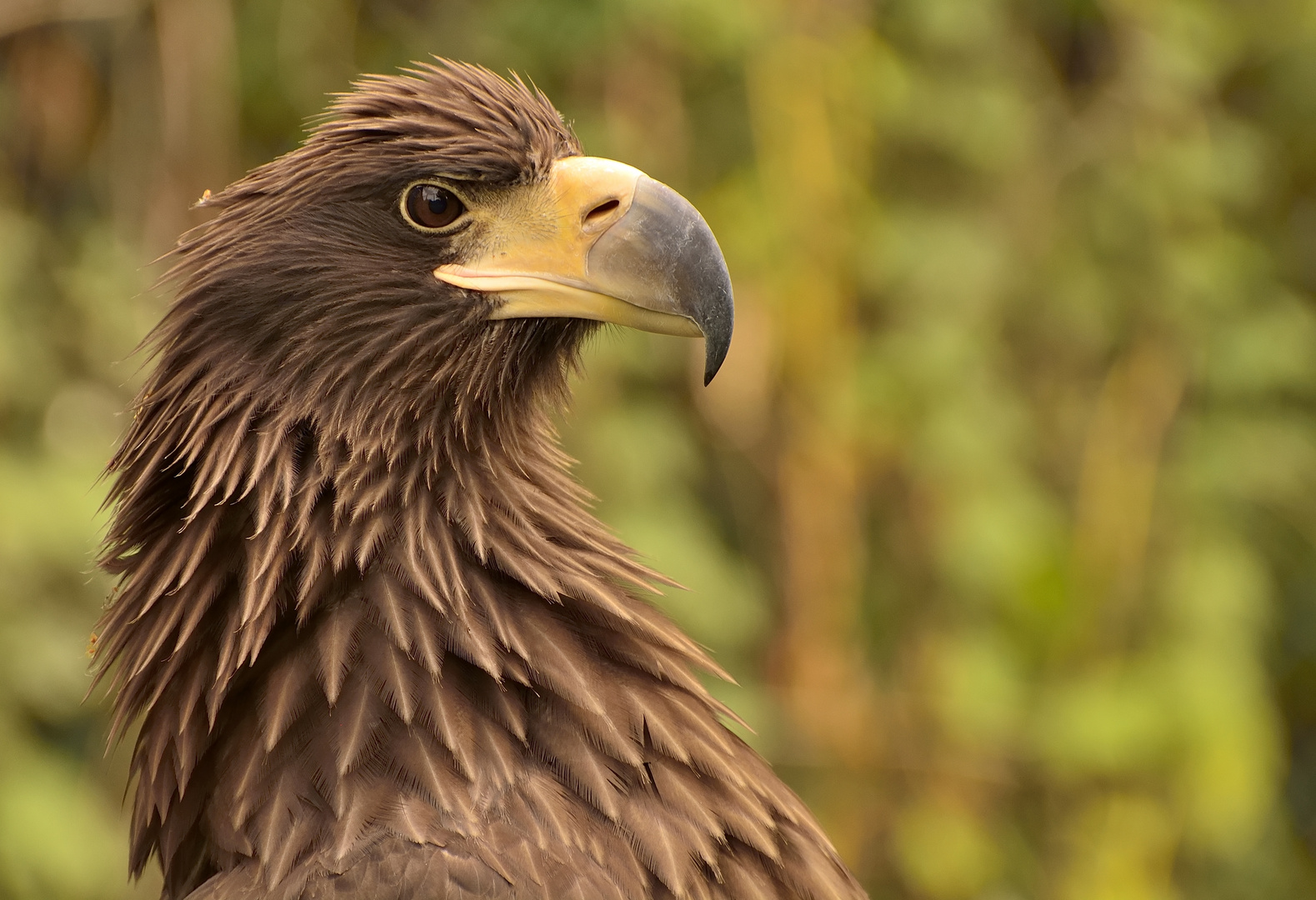 Riesenseeadler