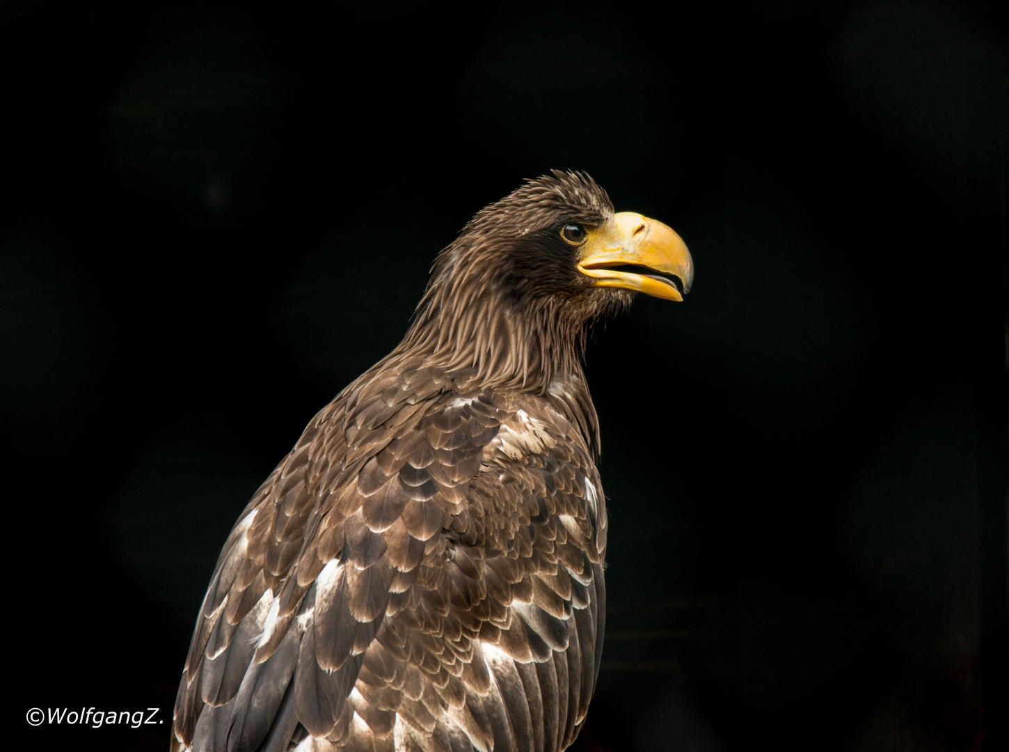 Riesenseeadler