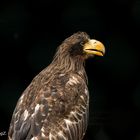 Riesenseeadler