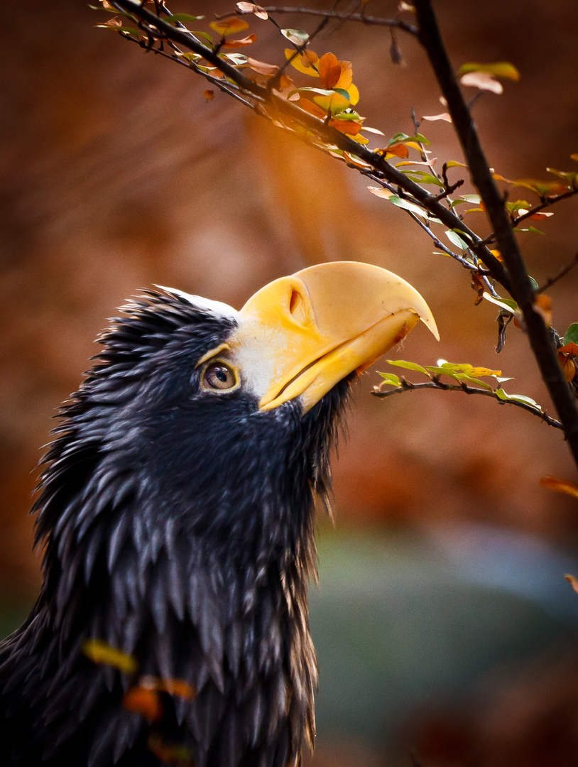 Riesenseeadler