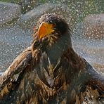 Riesenseeadler-Badetag