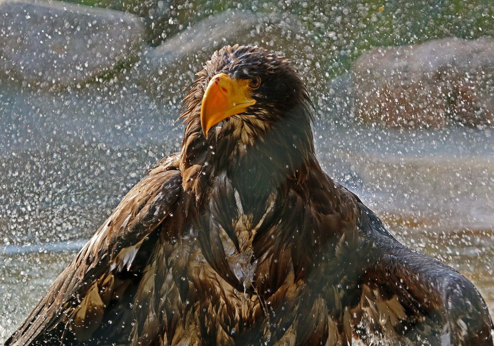 Riesenseeadler-Badetag