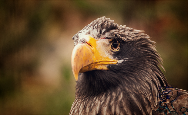 Riesenseeadler