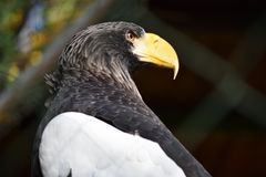 Riesenseeadler