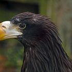 riesenseeadler