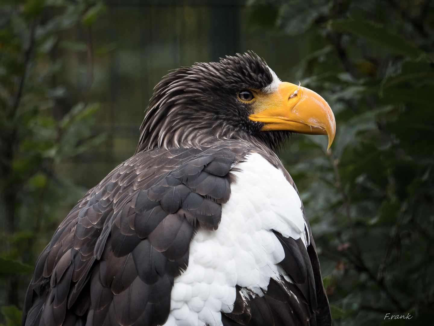 Riesenseeadler