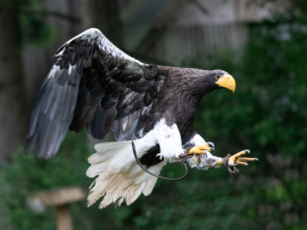 Riesenseeadler, bei der Landung