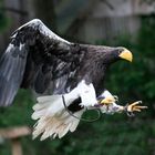 Riesenseeadler, bei der Landung