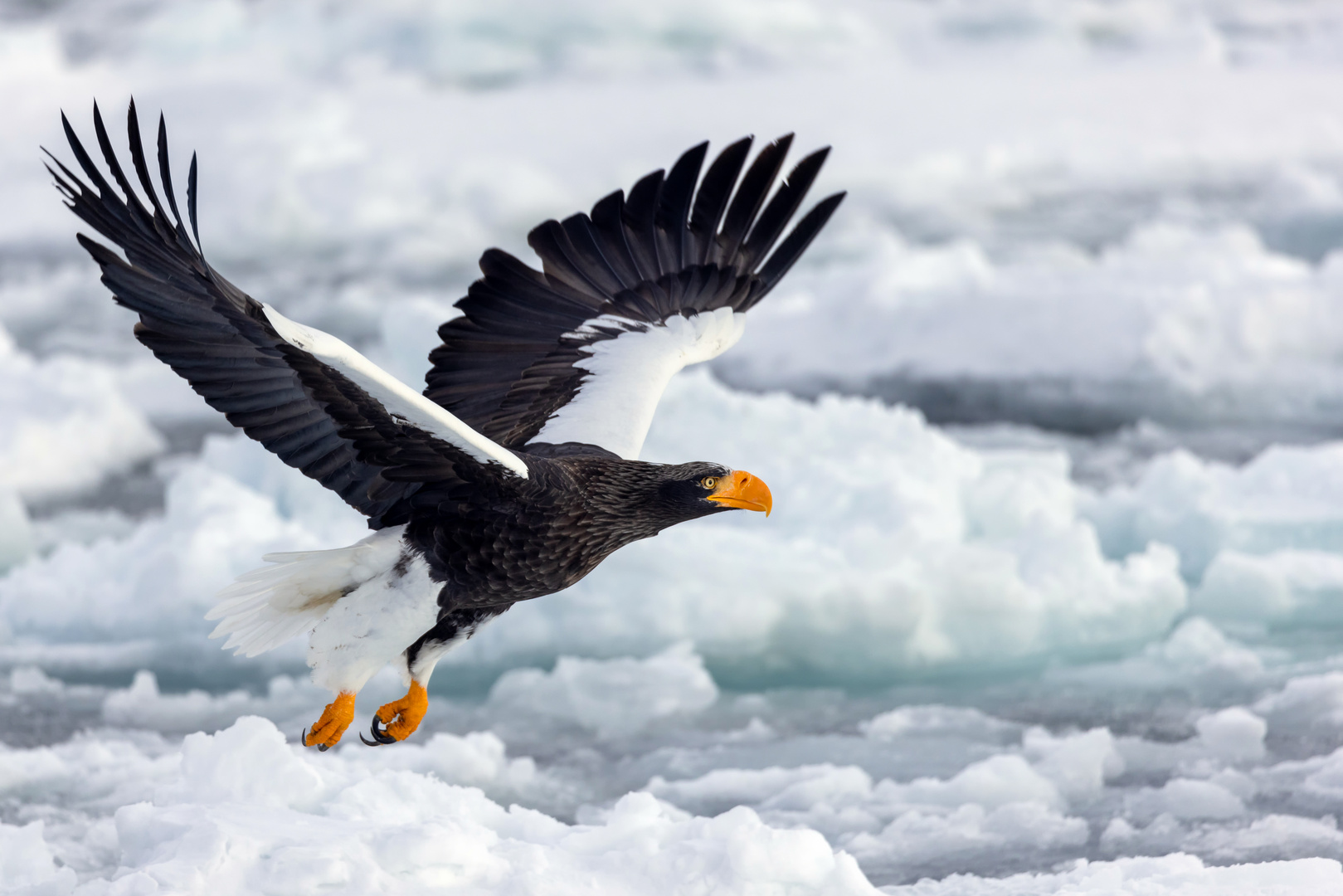 Riesenseeadler beim Abflug