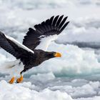 Riesenseeadler beim Abflug