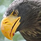 Riesenseeadler beim schmausen