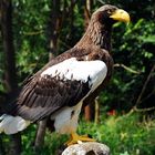 Riesenseeadler 