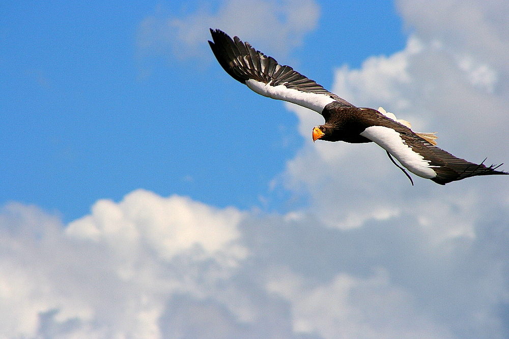 "Riesenseeadler"