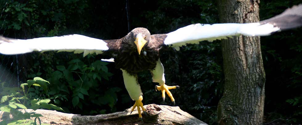 Riesenseeadler