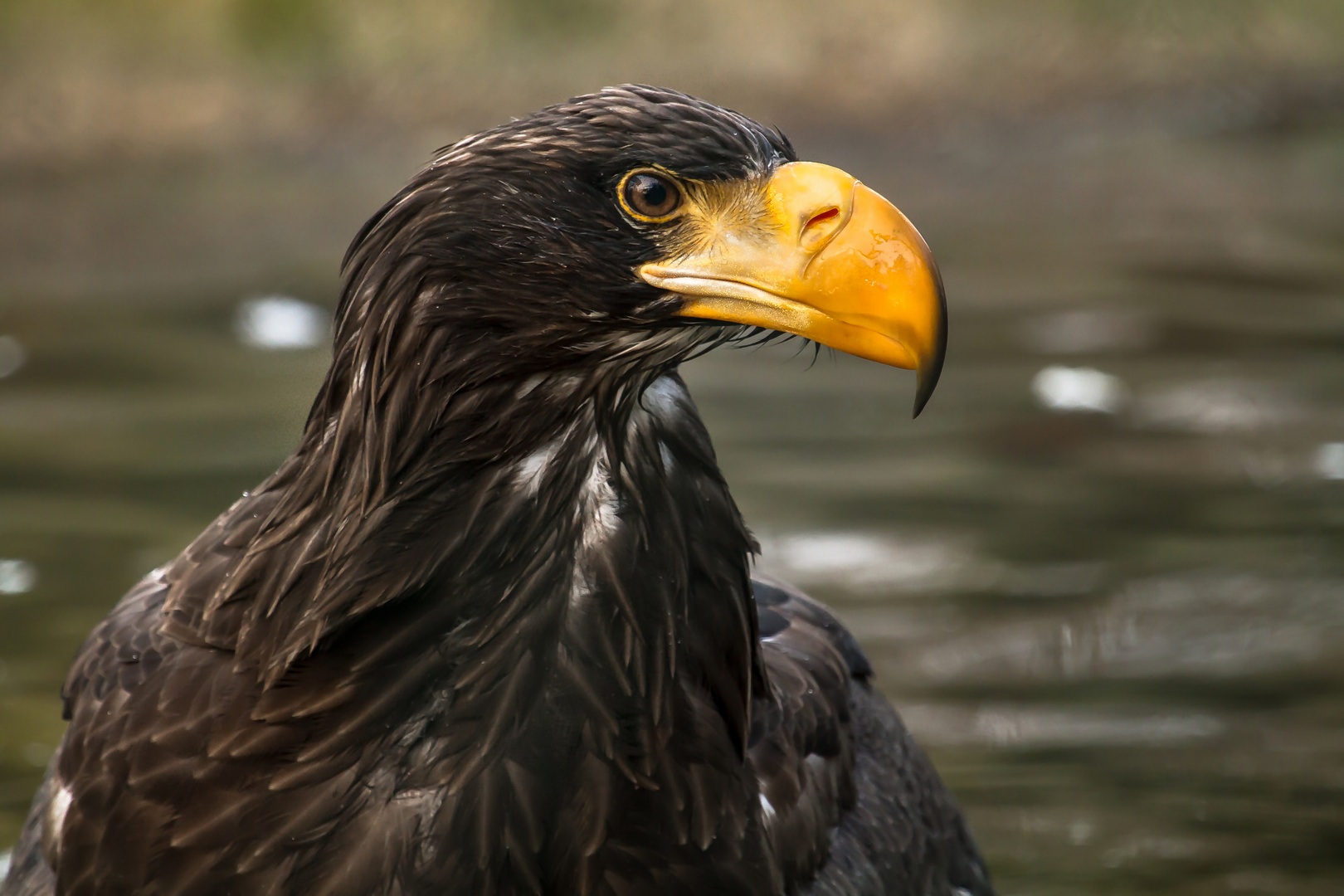 Riesenseeadler 