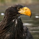 Riesenseeadler 