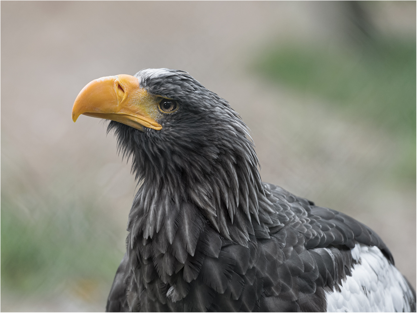 Riesenseeadler