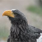 Riesenseeadler