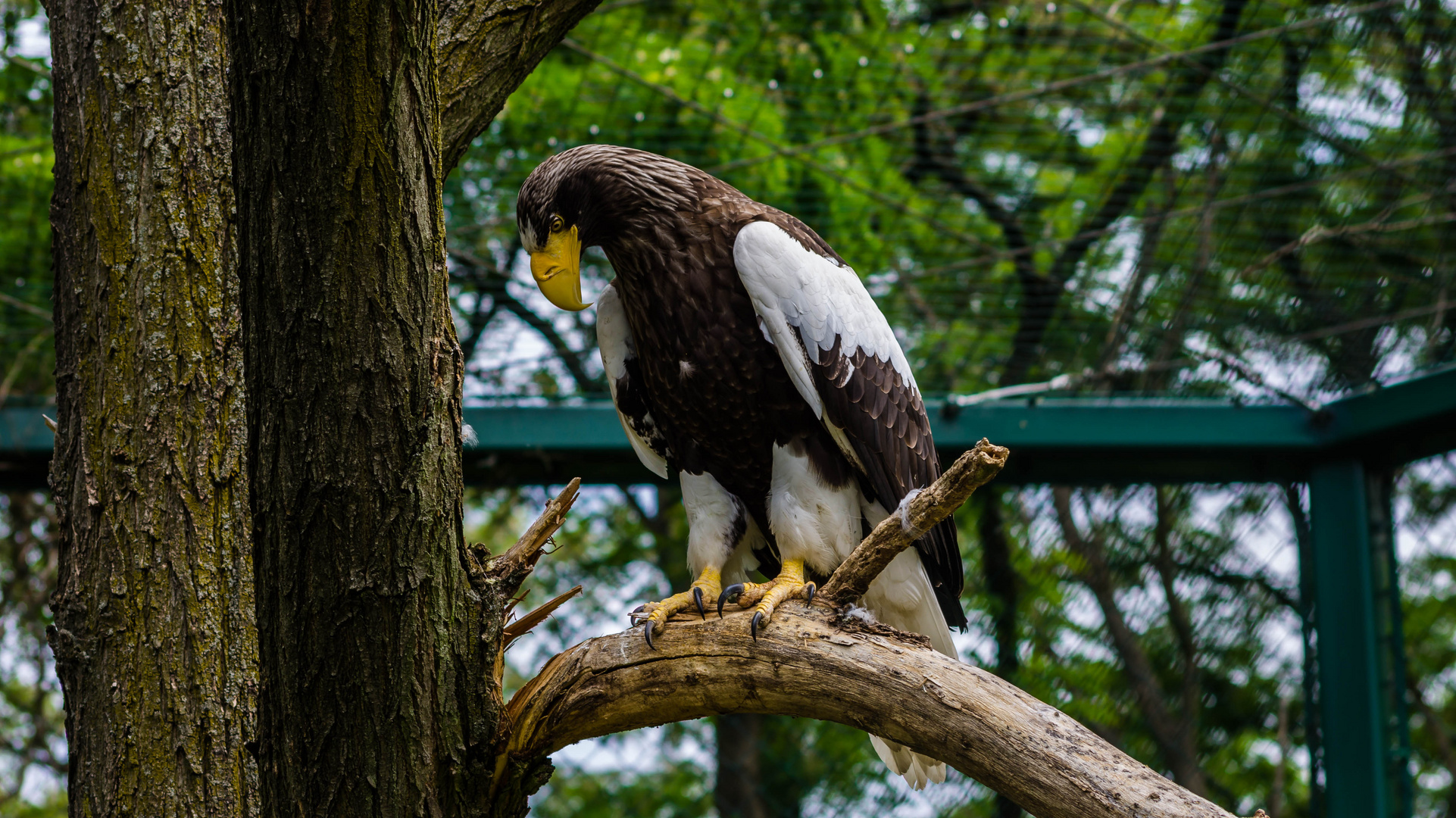 Riesenseeadler